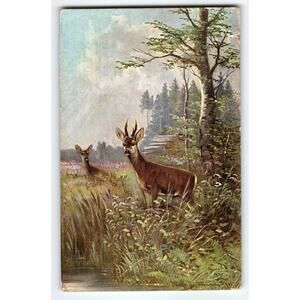 Signed Muller Artist Card Vintage Deer Forest Scene Postcard